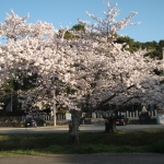 20230328桜　山口八幡社 (2).JPG